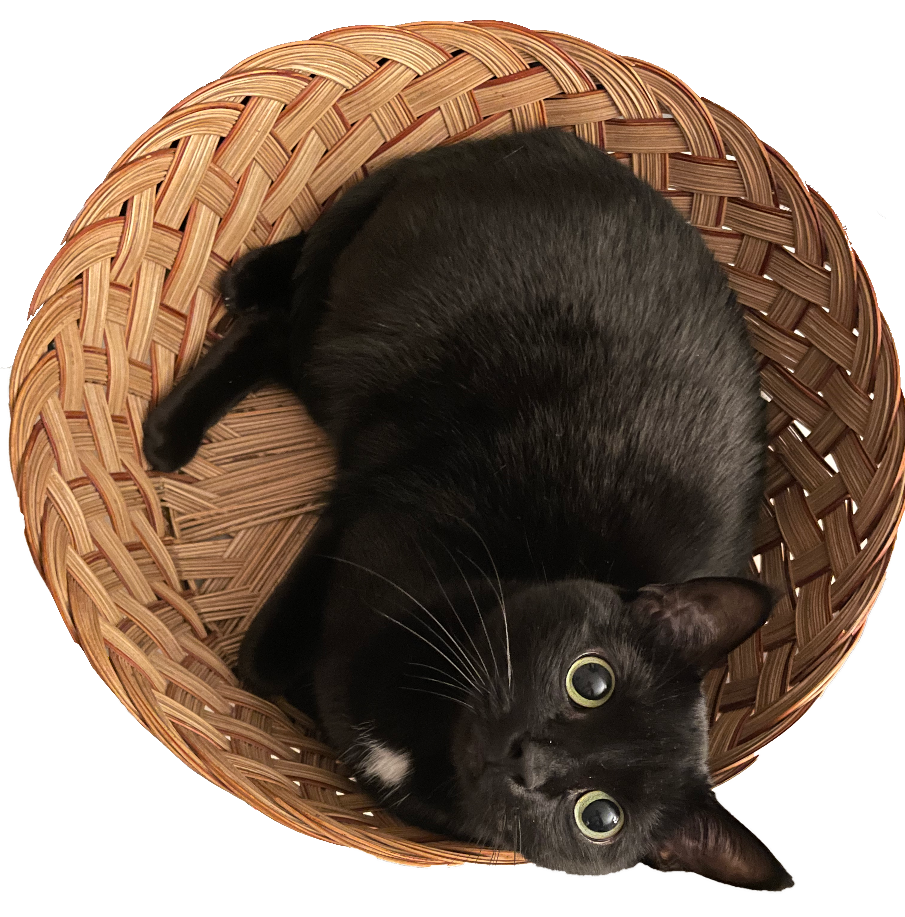 a black cat curled up in a basket, looking at the camera.